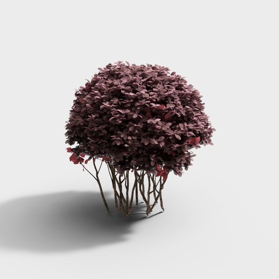 พุ่มไม้ใบแดง