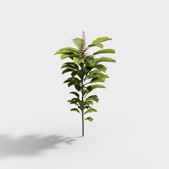 Tall indoor plant with green leaves and pink flower on grey background