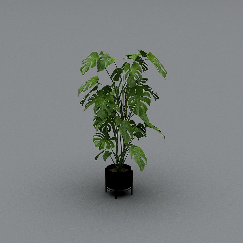 Vibrant Monstera Plant 3D model