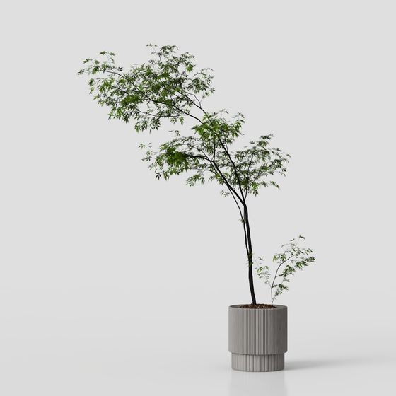 신중국 식물 장식