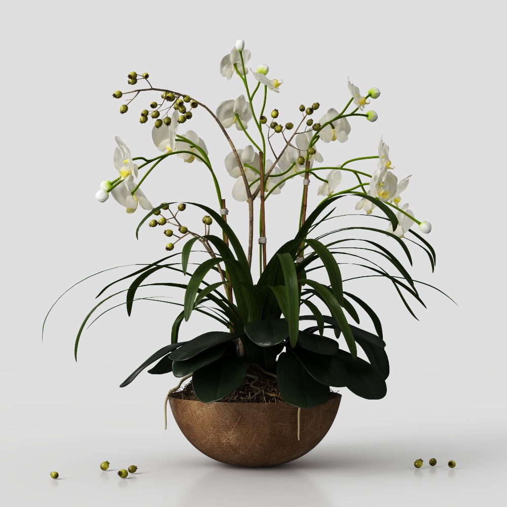 Potted white orchid plant with green leaves in brown bowl on grey background