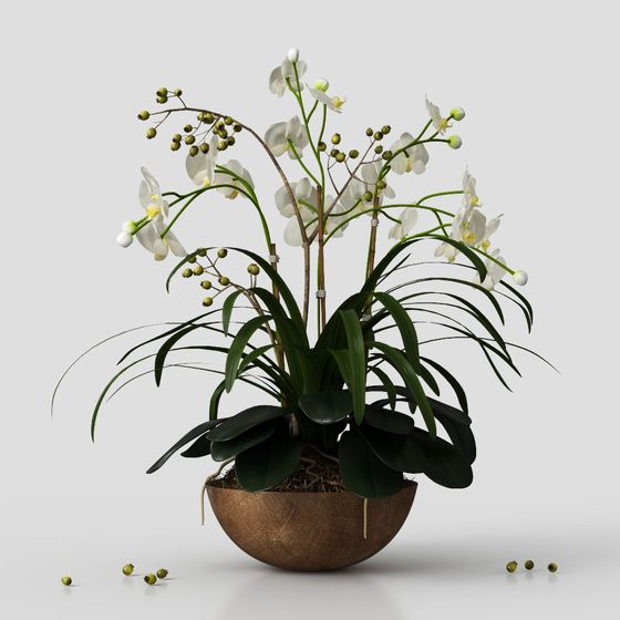 Potted white orchid plant with green leaves in brown bowl on grey background