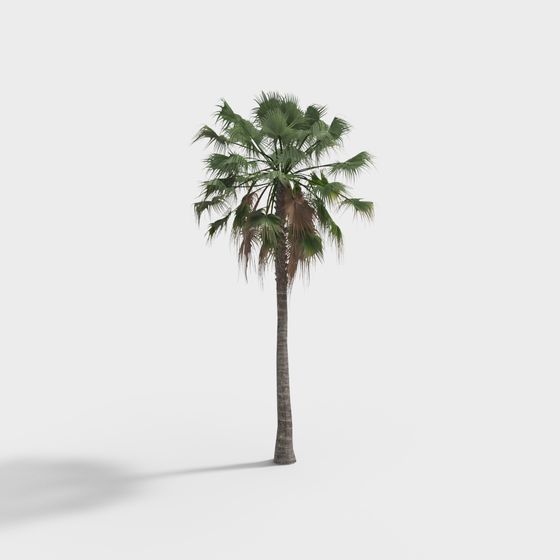 Tropical Palm Tree 3D Model for Creative Projects