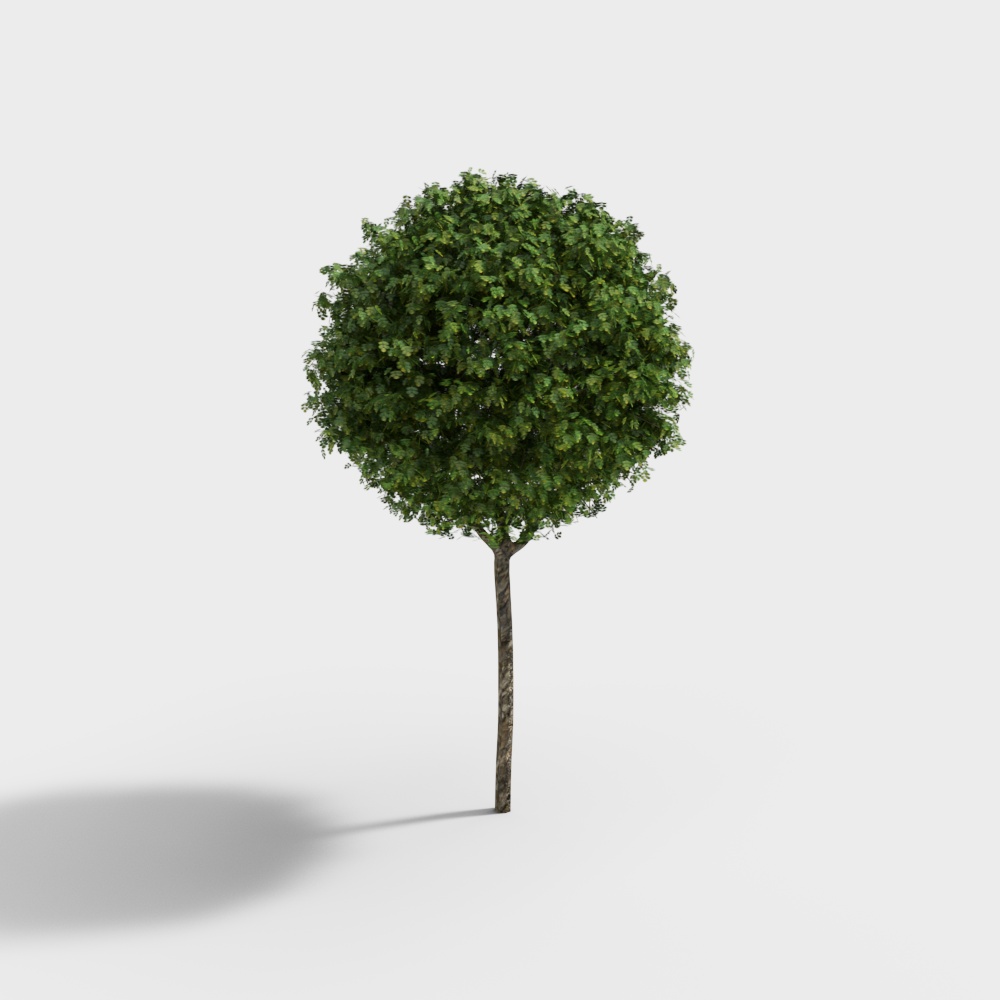 16-Kugelförmiger Landschaftsbaum