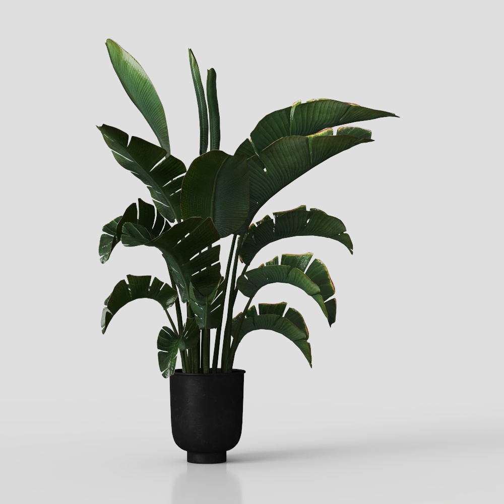 Tropical Flora 3D Model – Realistic Low-Poly Plant