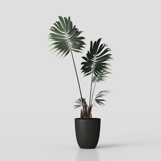 Tall green palm plant in black round pot with large leaves on grey background