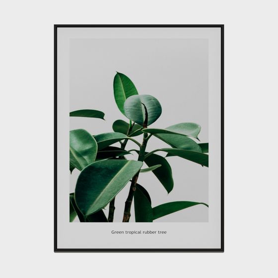 Green Tropical Rubber Tree 3D model
