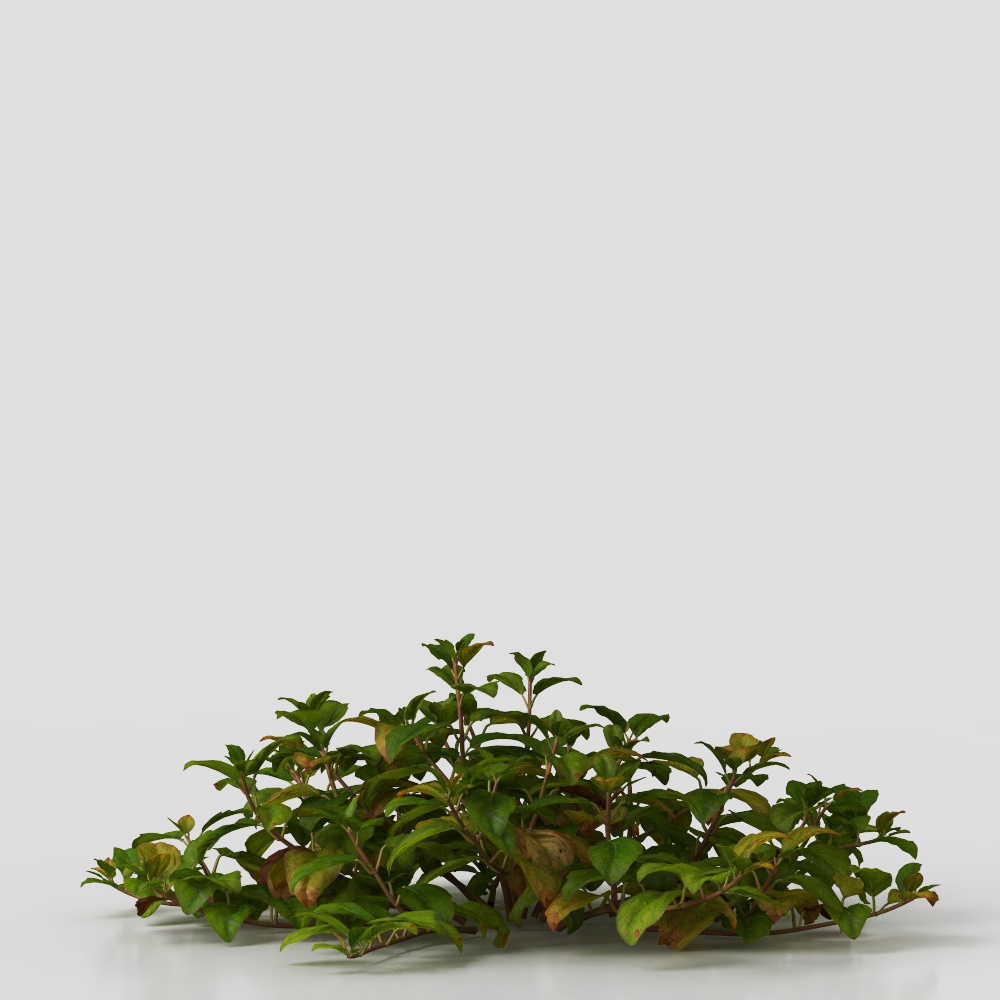 Shrub grass 221205-1-YJ