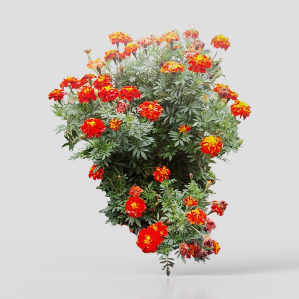 Marigold+2+2D+FaceMe