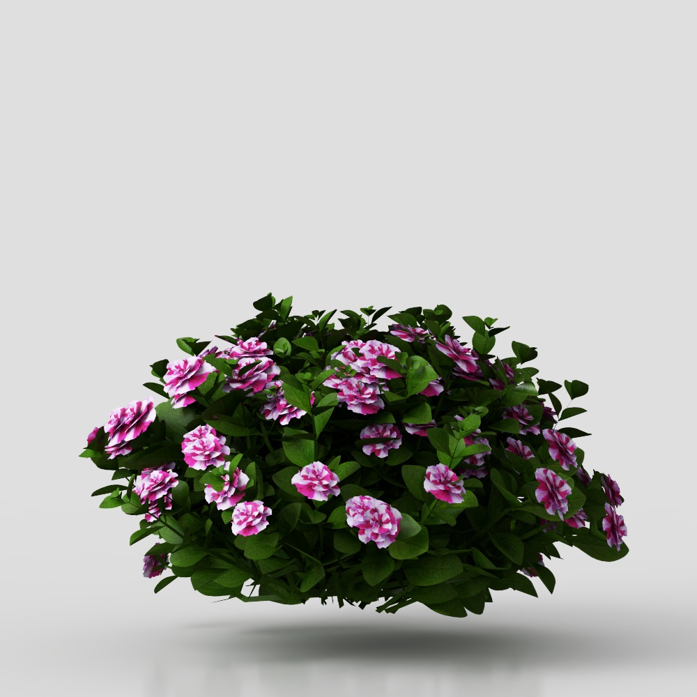 Cây dạ lan hương