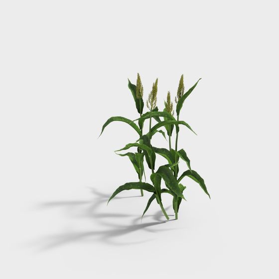 Realistic Corn Plant 3D Model for Designers
