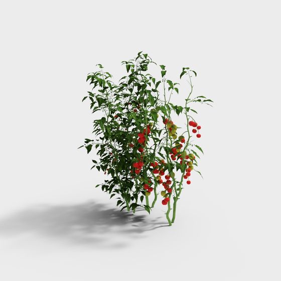 Realistic Tomato Vine 3D model for Creative Projects