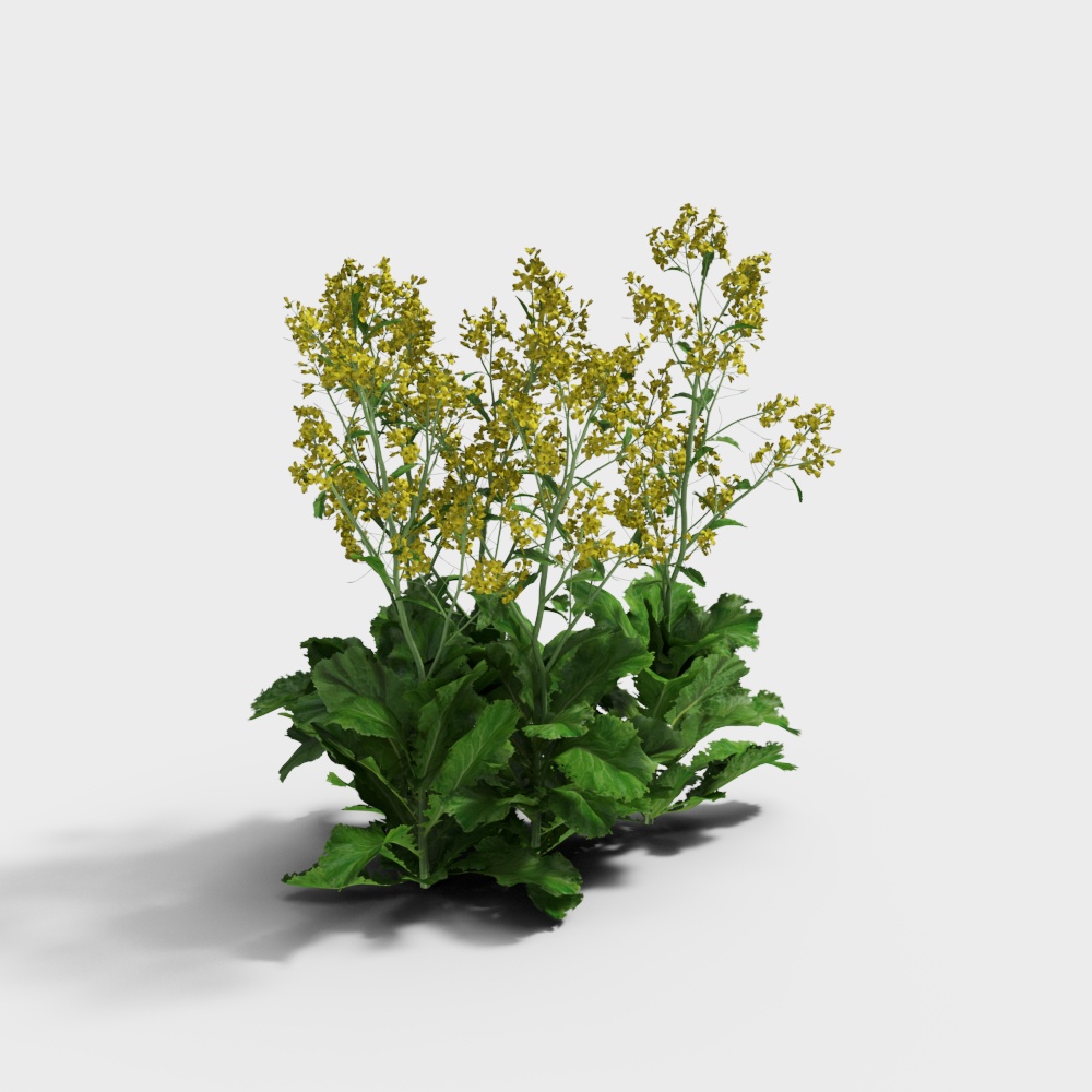 Rapeseed flowers (dense)