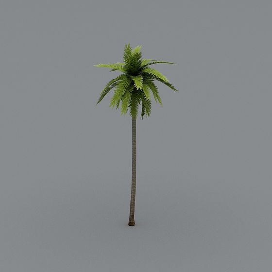 Tropical Palm Tree 3D model