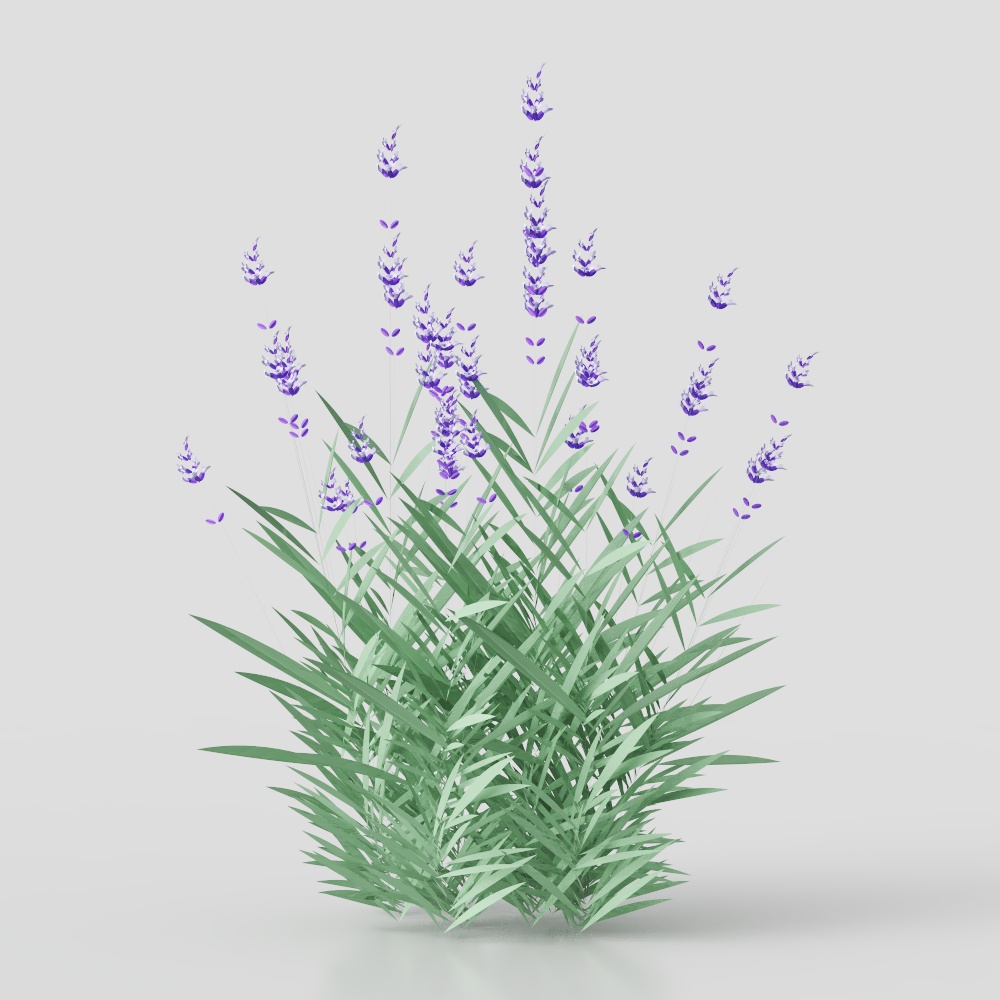 lavendel1