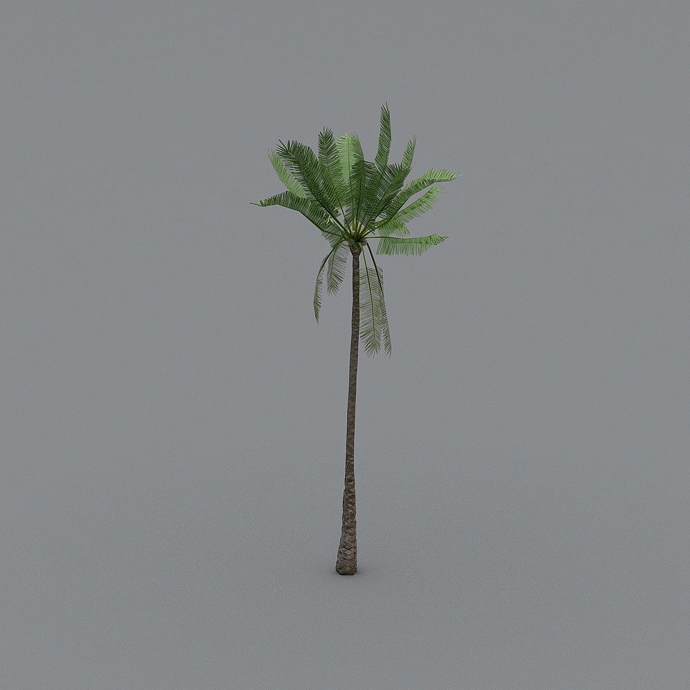 Palm Tree (6)