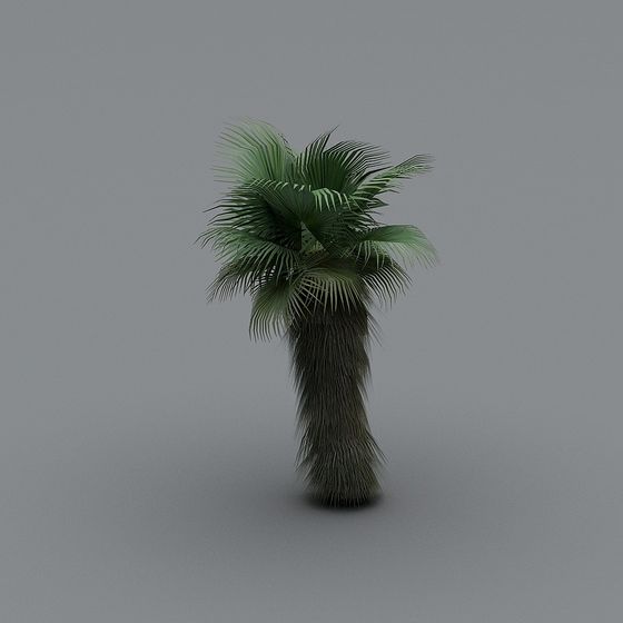 Tropical Palm Tree 3D model