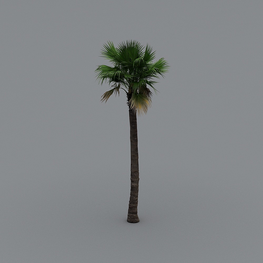 Tropical Palm Tree 3D model