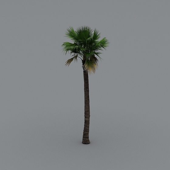 Tropical Palm Tree 3D model