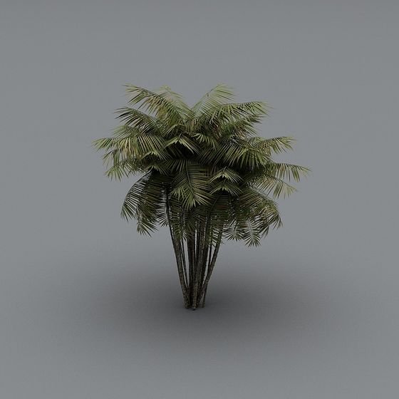 Low Poly Coconut Tree 3D Model for Tropical Scenes