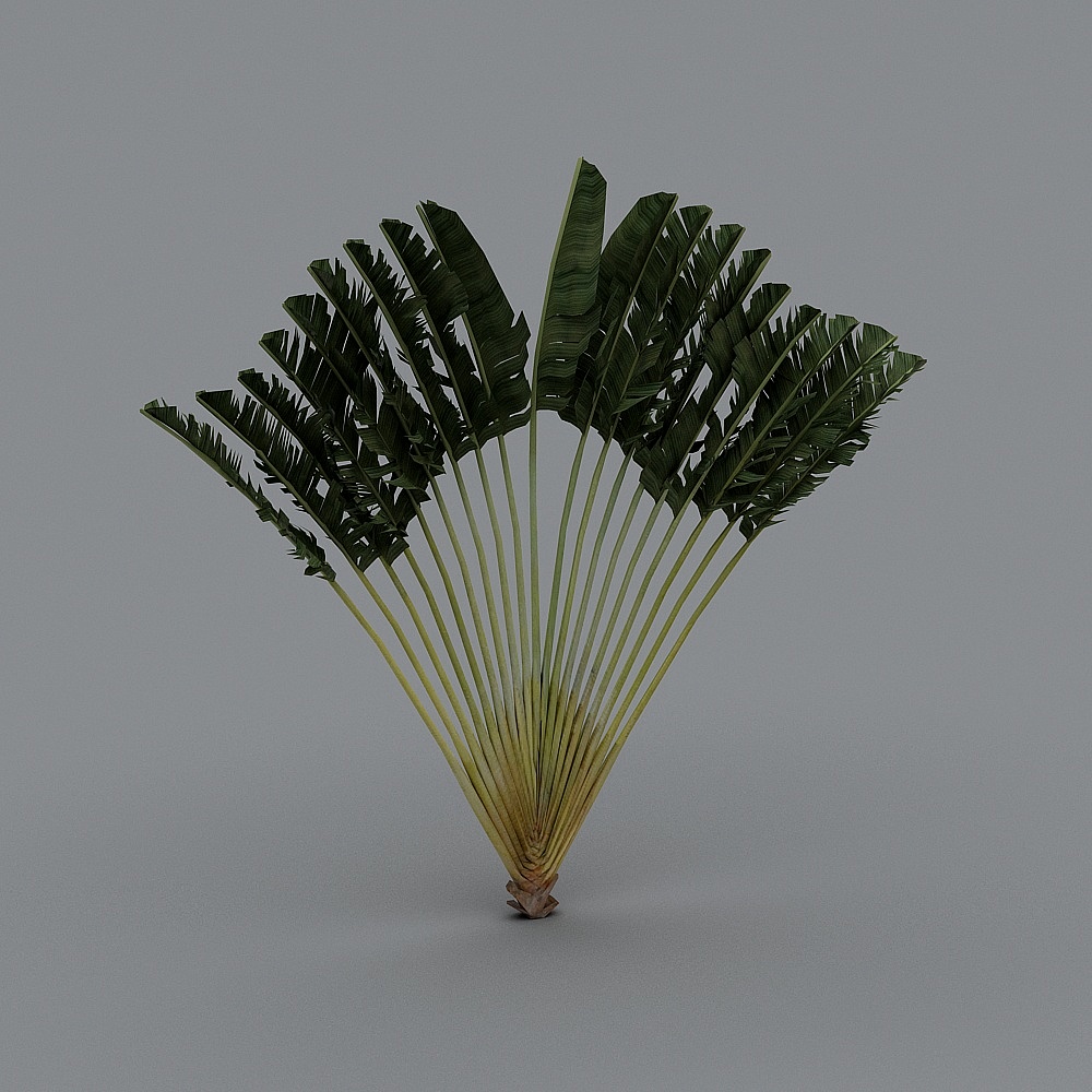 Palm tree-04