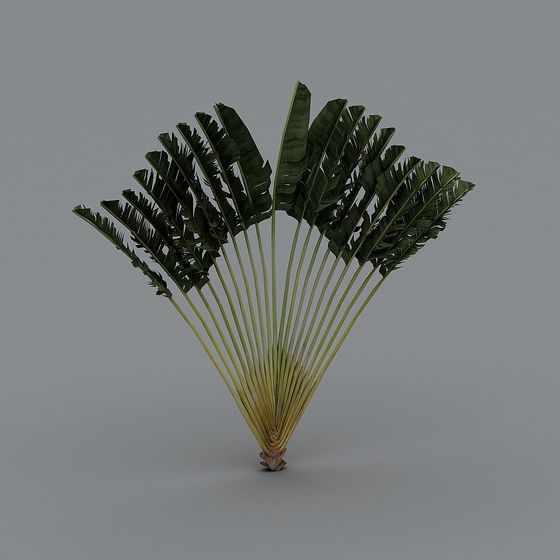 Lush Traveler's Palm 3D model for Tropical Designs