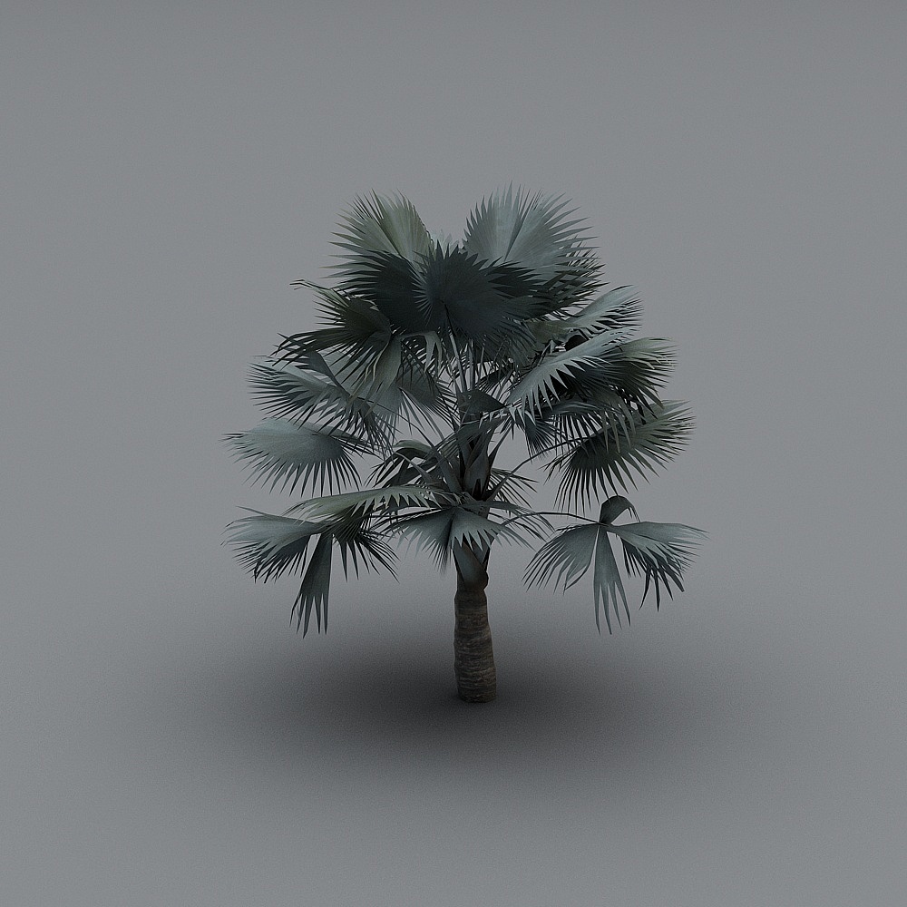 Palm tree-11
