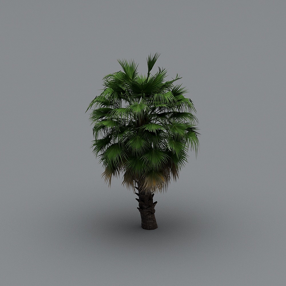 Palm tree-01