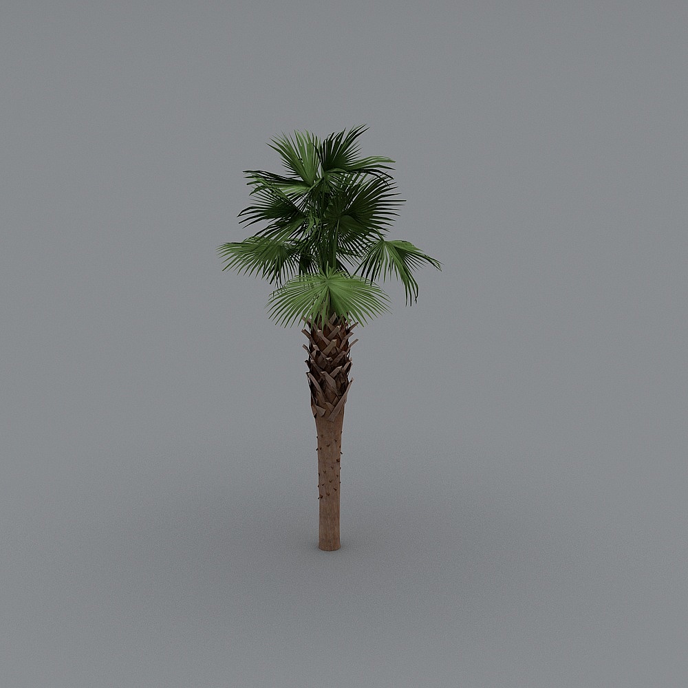 Palm tree-14