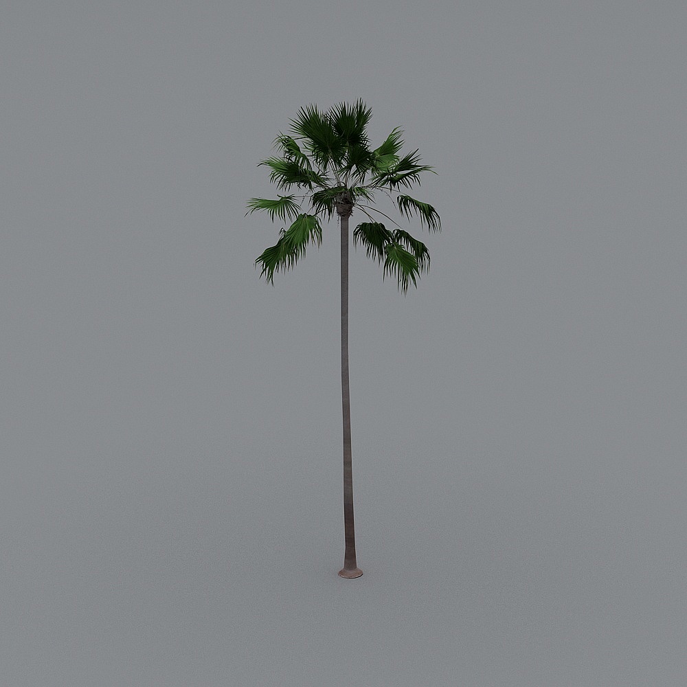 Tropical Palm Tree 3D model