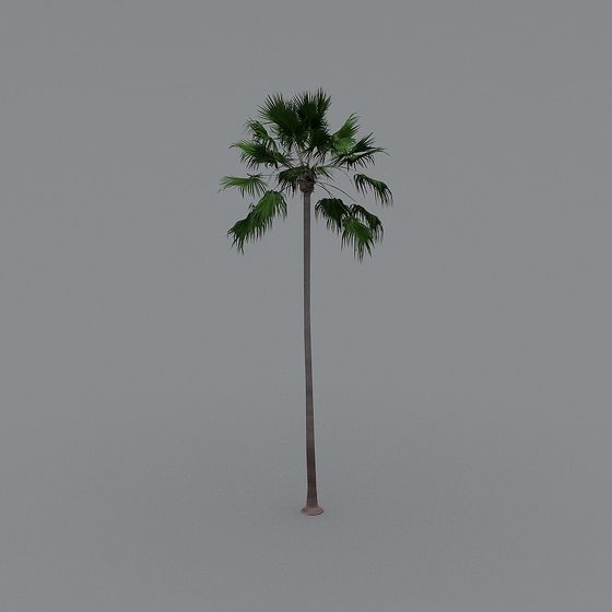 Tropical Palm Tree 3D model