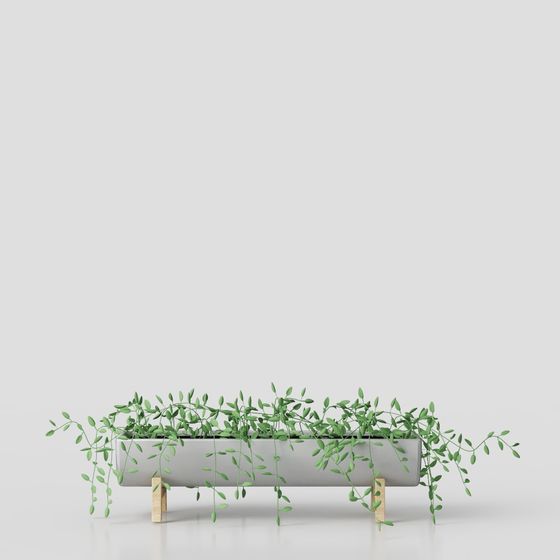 Nordische Grünpflanze