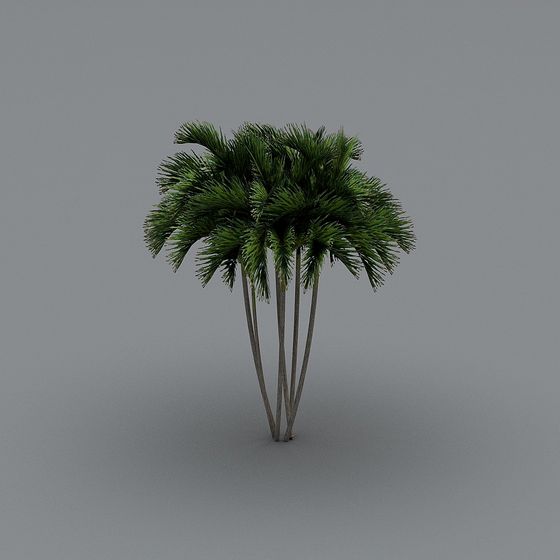 Tropical Palm Tree Cluster 3D model