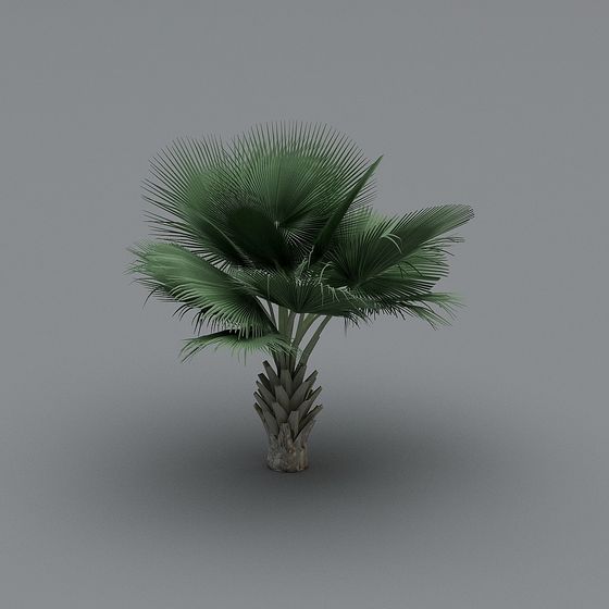 Realistic Low-Polygon Palm Tree 3D model