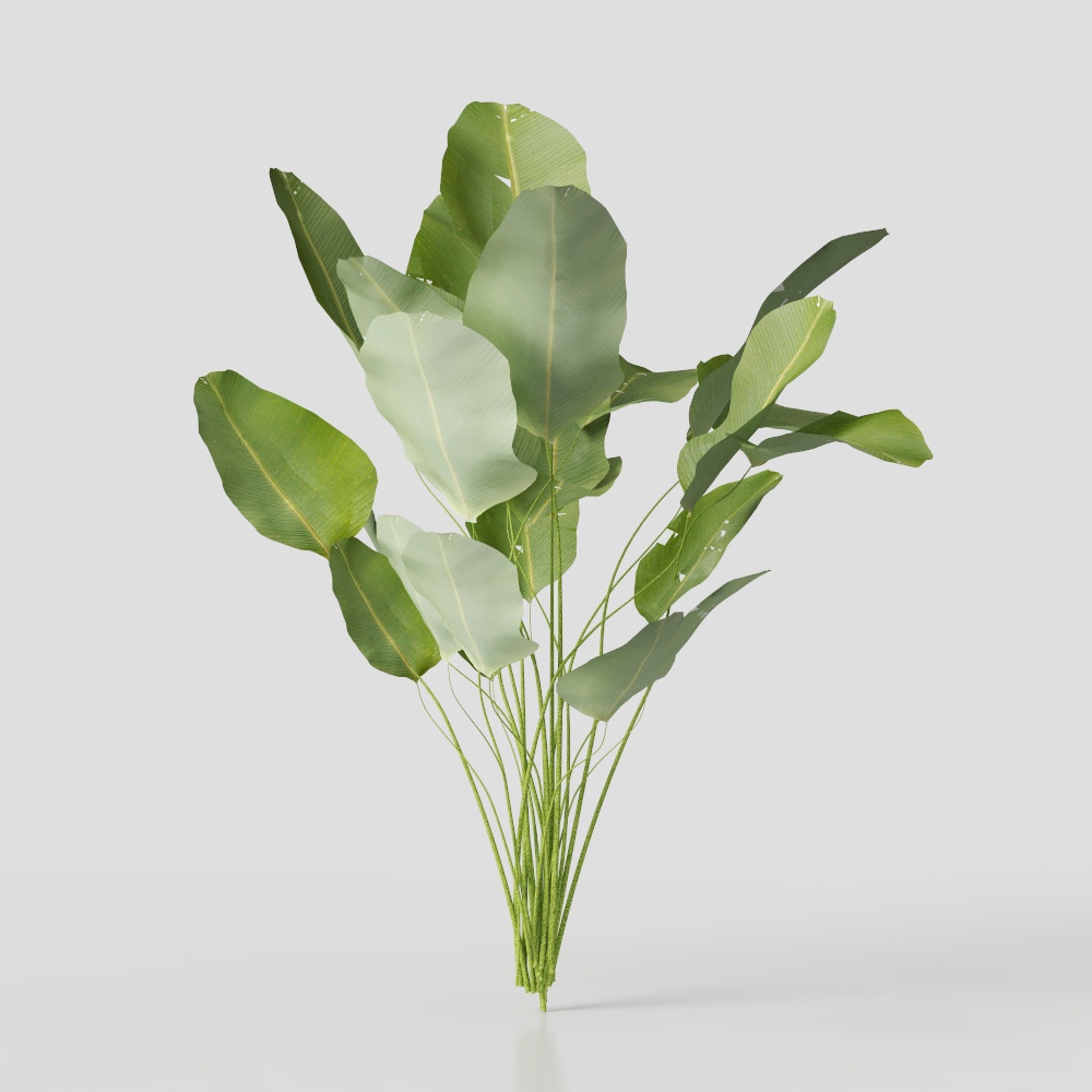 Calathea+lutea+-+Charuto