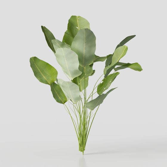 Tropical Foliage Plant 3D model