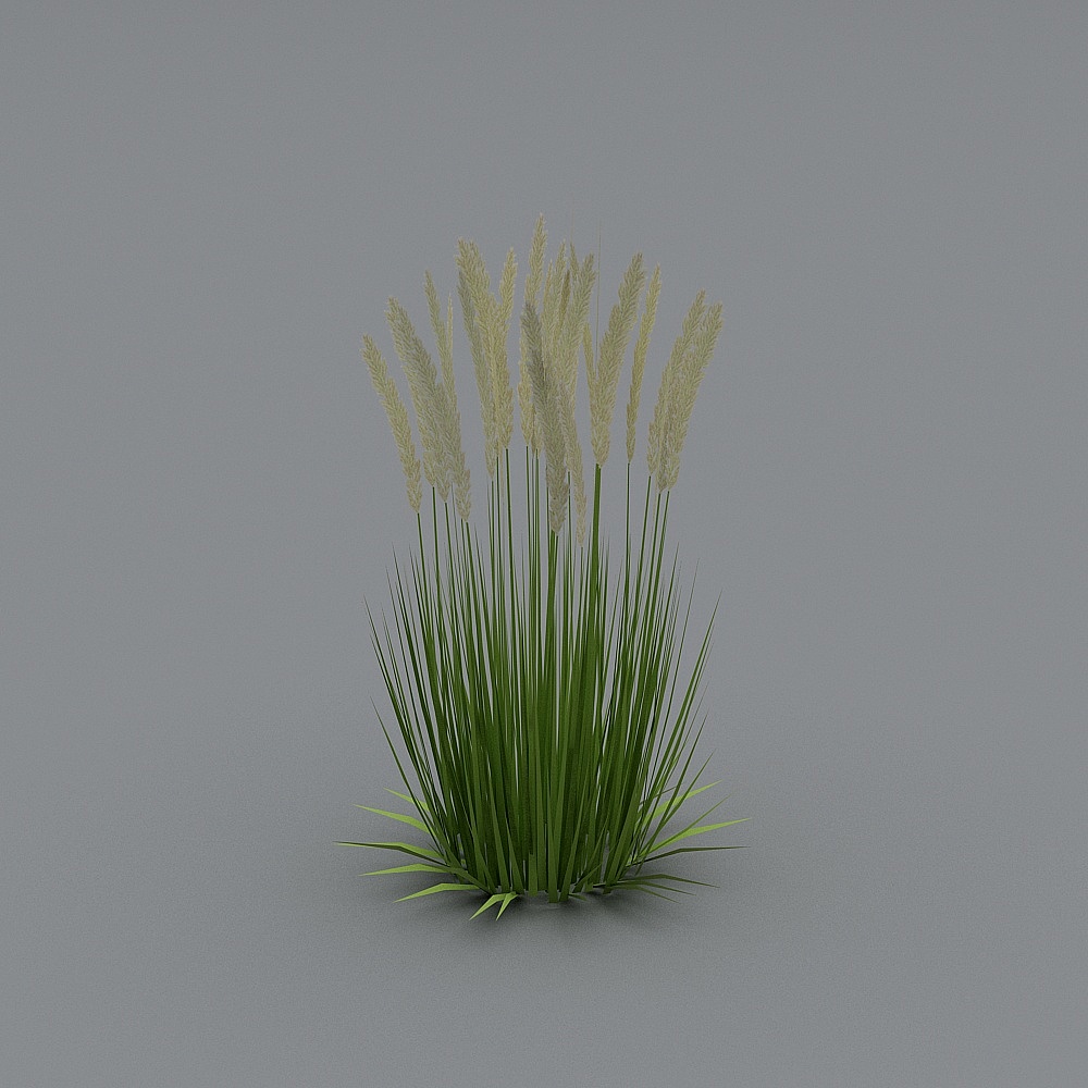 Calamagrostis-reed+tall grass-v2