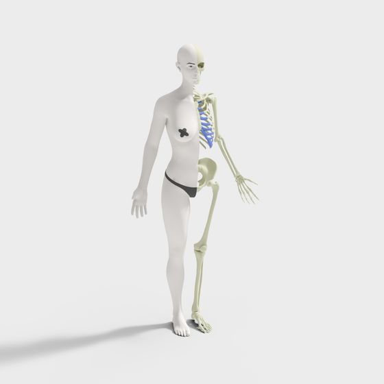 Low Poly Human Skeletal Structure 3D Model