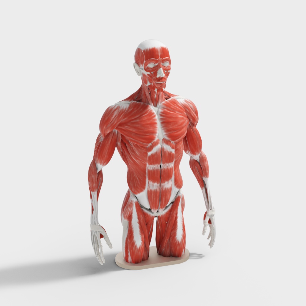 Realistic Human Anatomy 3D Model