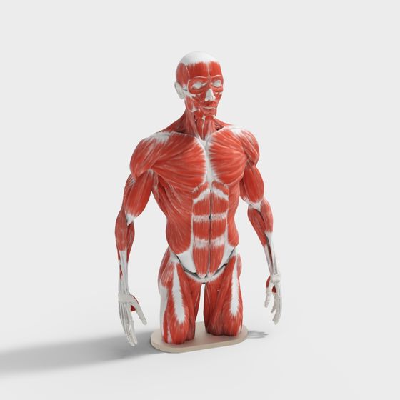 Realistic Human Anatomy 3D Model
