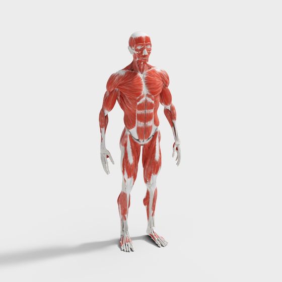 Human Muscle System 3D model