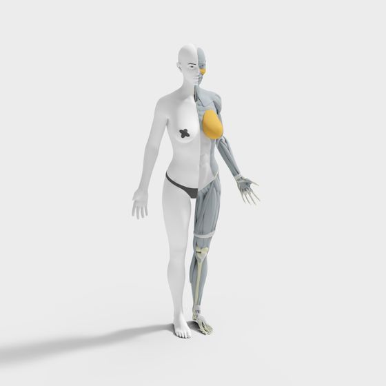 Highly Detailed Human Anatomy 3D Model