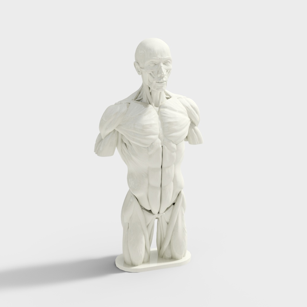 Master Anatomical Human 3D Model