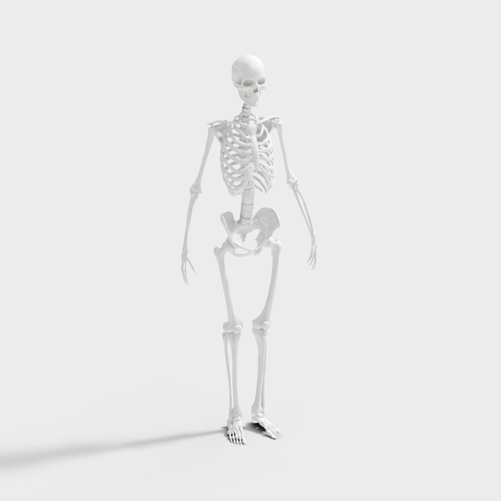 Realistic Medical Mannequin 3D Model in Gray