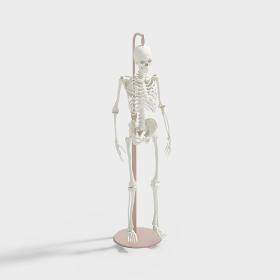 Realistic Human Skeleton 3D Model