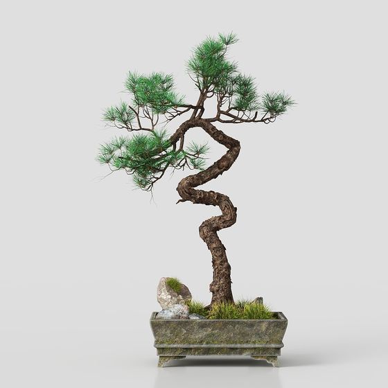Spiral Pine Bonsai 3D Model