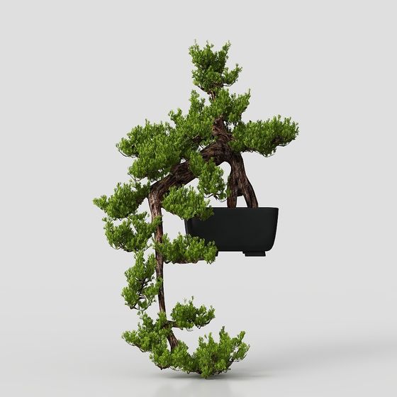 鉢植えの植物 アジアスタイル