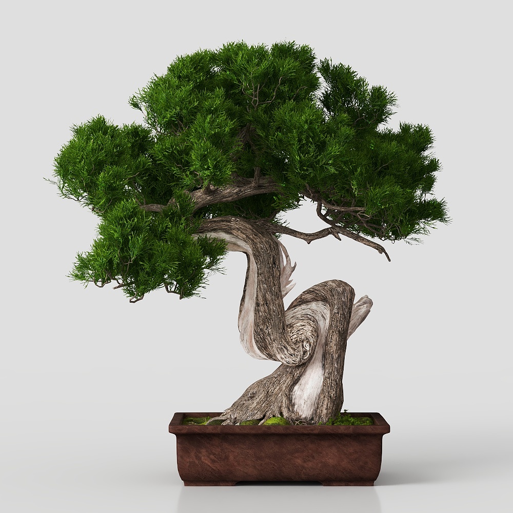 Topfpflanze im asiatischen Stil