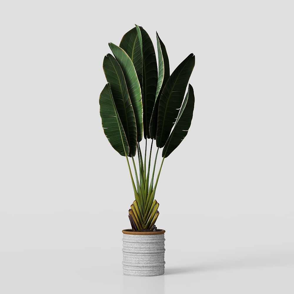 Cây trong chậu và bonsai