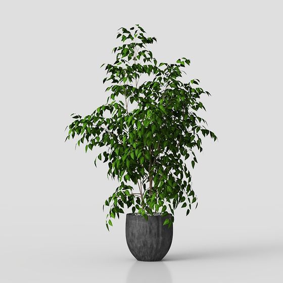 Indoor Green Plant 3D Model for Designers